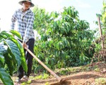 Mồ côi khổ lắm ai ơi...