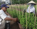Người trồng hoa tết lo “mất ăn” do thời tiết