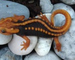 Tìm thấy rắn đầu bảy sắc, thằn lằn giống rồng ở Mê Kông