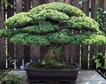 Diệu kỳ cây bonsai sống&nbsp;sót trong trận bom nguyên tử