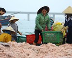 Ngư dân trúng mùa ruốc đầu xuân