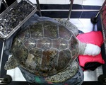 Phẫu thuật cứu con rùa 59kg nuốt cả ngàn đồng xu