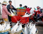 Giây phút ngư dân chạm mặt mẻ cá bè 6 tỉ đồng