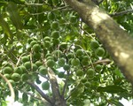 ​Tây Nguyên cần thận trọng khi mở rộng diện tích cây mắcca