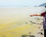 Vệt nước vàng ở biển Chân Mây do tảo tạo ra