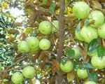 Trái vú sữa Việt Nam đã chính thức vào thị trường Mỹ