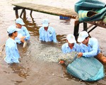 ​Tăng mức phạt với vi phạm trong lĩnh vực thủy sản