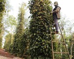 Cần 'kế hoạch hành động' cho cây hồ tiêu