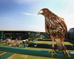 Rufus - chú chim ưng 10 năm “bá chủ” Wimbledon