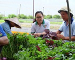 Khởi nghiệp: Rời văn phòng đi trồng rau xanh