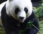 Gấu trúc già nhất thế giới qua đời, 
