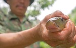 Lên núi nuôi loài cá giá cả chục triệu đồng một ký