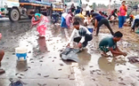 Video: Xe tải chở cá bị lật, người dân mang xô chậu đến thu gom giúp tài xế