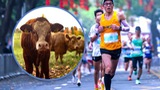 Giải bán marathon Trung Quốc trao bò, gà cho người thắng cuộc