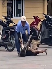 Chú chó '5 lần 7 lượt' bị bác bảo vệ quật ngã