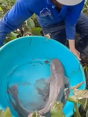 Bắt cá trê khủng 10 kg dưới mương