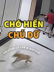 Chó nhà tôi hiền lắm, tôi mới dữ!