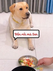 Chú chó chê đồ ăn bẩn khi sen làm rơi xuống đất