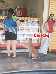Chú chó xin ăn với biểu cảm cực đáng yêu