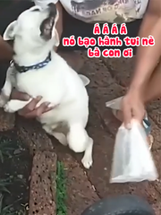 Chú chó diễn xuất chuyên nghiệp khi bị chủ dọa đánh