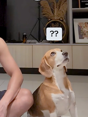 Cách dạy chú chó nghe theo mệnh lệnh siêu đáng yêu