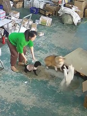 'Mèo đại ca' đánh corgi tới tấp vì ăn hiếp đồng bọn