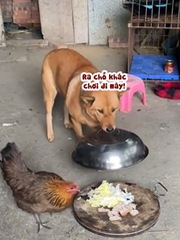 Chú chó nhanh trí lấy lồng bàn đậy đồ ăn cho gà khỏi ăn vụng