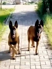 Hai chú chó nhảy chân sáo yêu đời