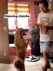 Chú chó nhảy vũ điệu cha cha cha cùng ông chủ siêu ngầu