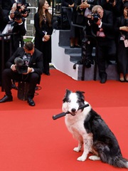 Chú chó Messi gây sốt khi làm ngôi sao mở màn LHP Cannes 2024