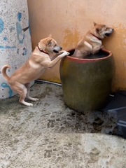 Hai chú chó nhảy vào lu tắm khi trời nắng nóng