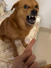 Chú chó không thích bị chỉ tay vào mặt