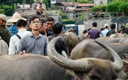 Cận cảnh chợ trâu Bắc Hà: 'Sàn giao dịch trâu bò’ lớn nhất Tây Bắc