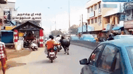 Video: Cảm động hình ảnh trâu mẹ quyết bám theo con bị 'bắt cóc', chở đi trên đường phố đông đúc
