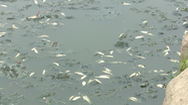 Video: Cá chết bốc mùi ở hồ công viên lớn nhất Nghệ An