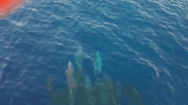 Video: Đàn cá heo phóng mình khỏi mặt nước đua theo tốc độ của thuyền du lịch