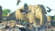 Video: Đàn voi rừng ‘gặp họa’ vì ăn phải rác thải nhựa ở Sri Lanka