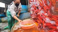 Video: Sôi động chợ cá chép lớn nhất Hà Nội trước ngày ông Công ông Táo