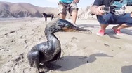 Video: Giải cứu chim biển và khắc phục dầu tràn sau thảm họa sóng thần ở Tonga