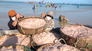 Video: Ngư dân Quảng Ngãi trúng đậm mùa ruốc ngày cận Tết