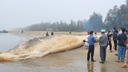 Video: Xác cá voi 'khủng' mất đầu, gần 10 tấn dạt vào bờ biển Thanh Hóa
