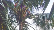Video: Người đàn ông bị kẹt trên đọt dừa ở Vĩnh Long