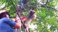 Video: Giải cứu con khỉ bị dây cáp viễn thông quấn chặt vào cổ