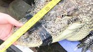 Video: Phát hiện người đàn ông nuôi cá sấu dài hơn 2 mét trong container