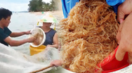 Video: Ruốc 'dụ' cá vào sát bờ, người dân Phú Quốc và du khách rủ nhau đi xúc lộc biển