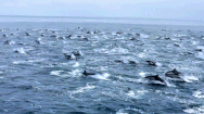 Video: Đàn cá heo hàng trăm con thi nhau 'nhảy múa' ngoài khơi
