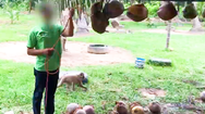 Video: Vì sao các nhà sản xuất nước cốt dừa của Thái Lan bị PETA kêu gọi tẩy chay?