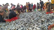 Video: Ngư dân trúng mẻ cá đù, cả trăm người kéo đến mua ngay tại bãi biển