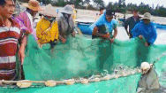 Video: Ngư dân Quảng Ngãi trúng gần 3 tấn cá sòng, nhiều người kéo đến mua