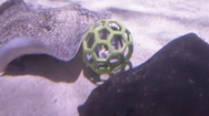 Video: Cá đuối 'đá bóng' trong thủy cung ở London gây tò mò cho nhiều người